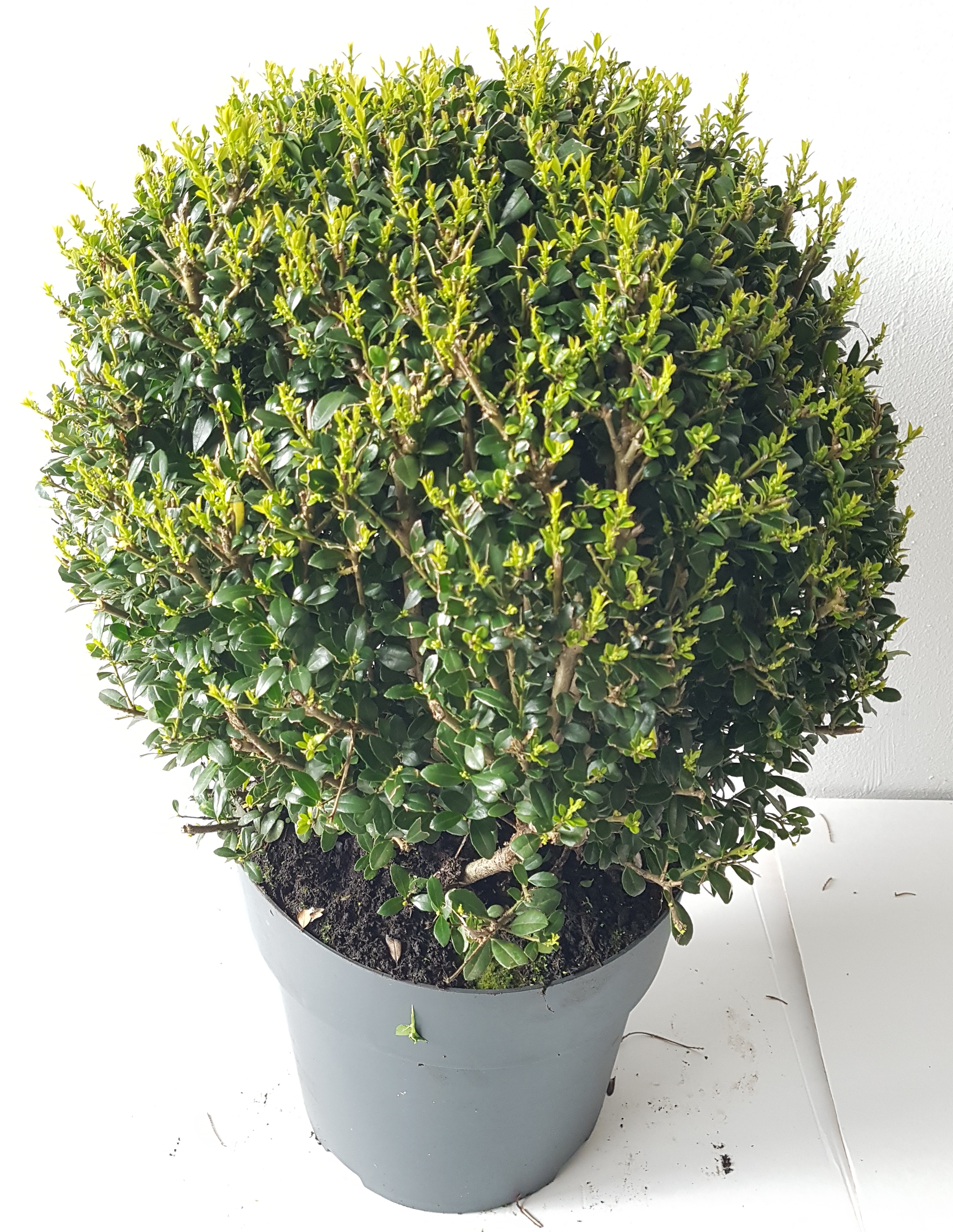 Ilex-Kugel-35-40 Ilex - Kugel, Ilex crenata Glorie Gem, Durchmesser: 30-35 cm, Alternative zum Buchsbaum