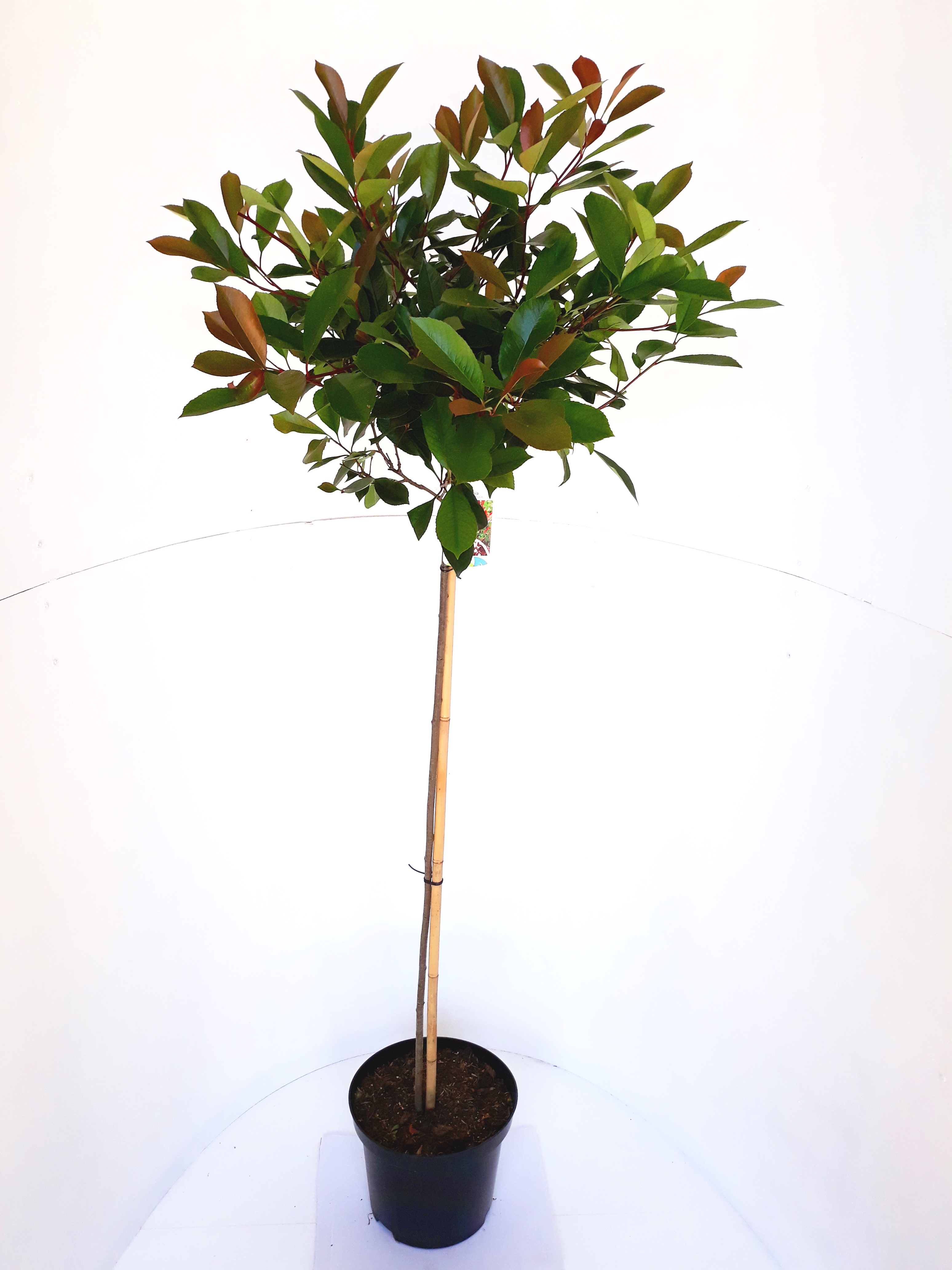 Photinia-Red-Robin-Sth-100-C10N80vuyvtjotdk