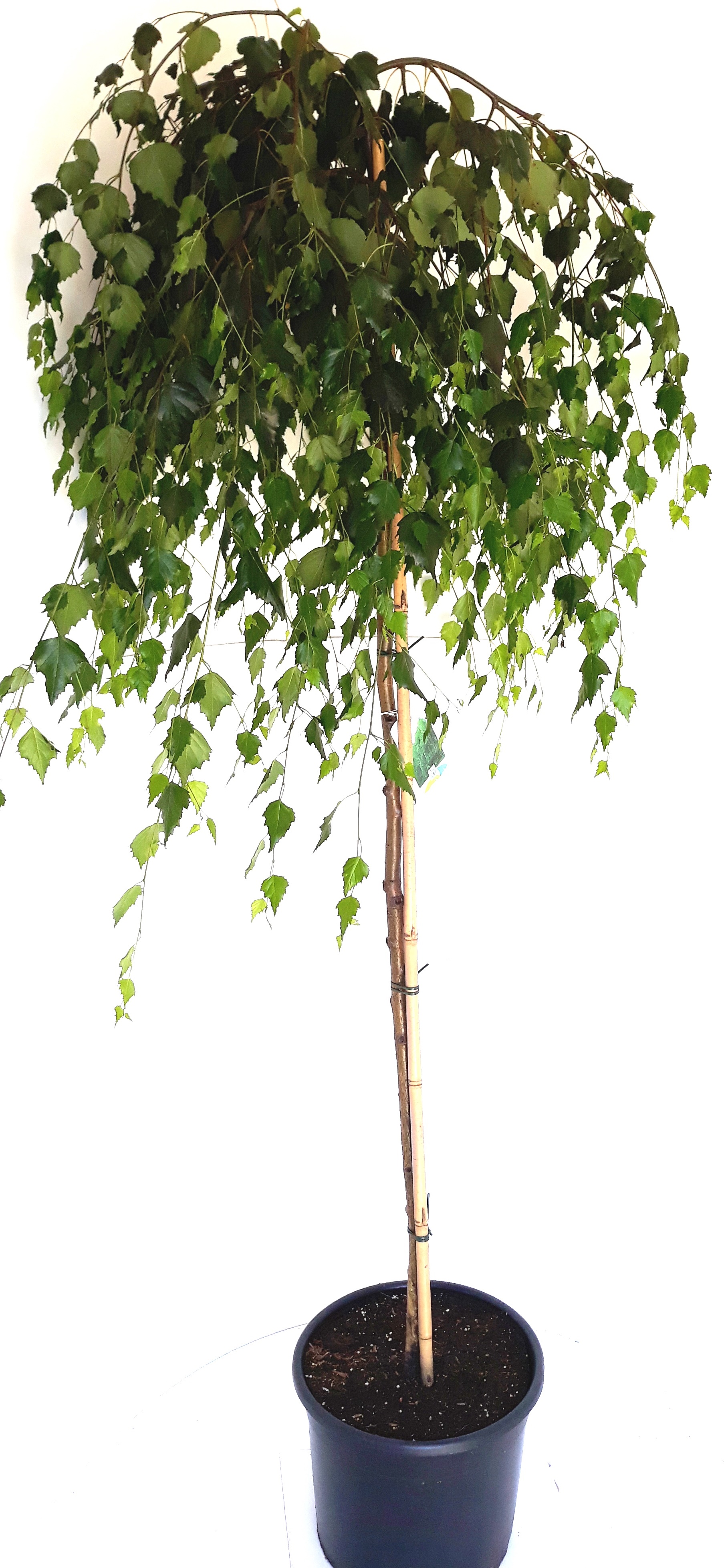 Betula-Youngii-Sth-130 Trauer-Birke, Hänge-Birke, Betula Youngii, Höhe: 170-180 cm