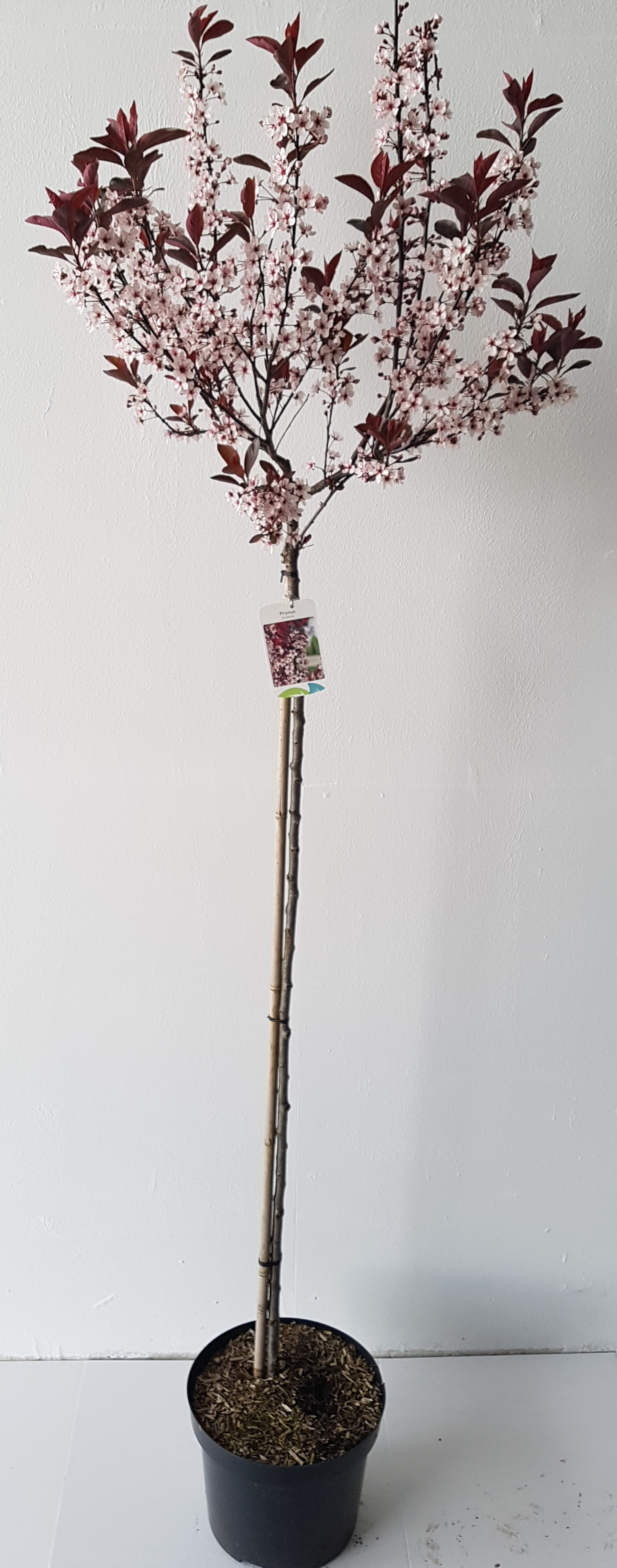 Prunus-cistena-180 Zwergblutpflaume auf Stamm (Höhe: 160-170 cm), Prunus cistena