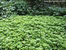 temp10033 Dickmännchen, Pachysandra terminalis (mehrtriebig)