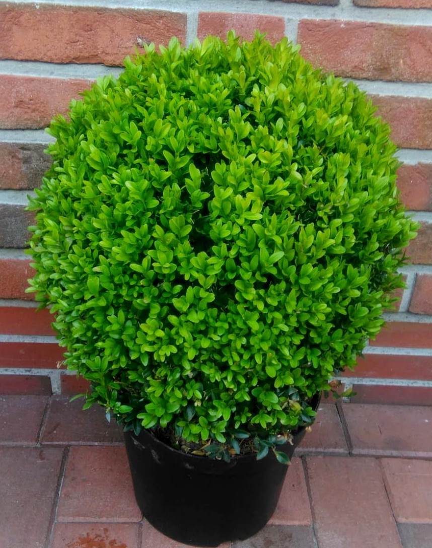 Buxus-Kugel-35-40 Buchsbaum-Kugel, Buxus sempervirens (Durchmesser: 35-40 cm)