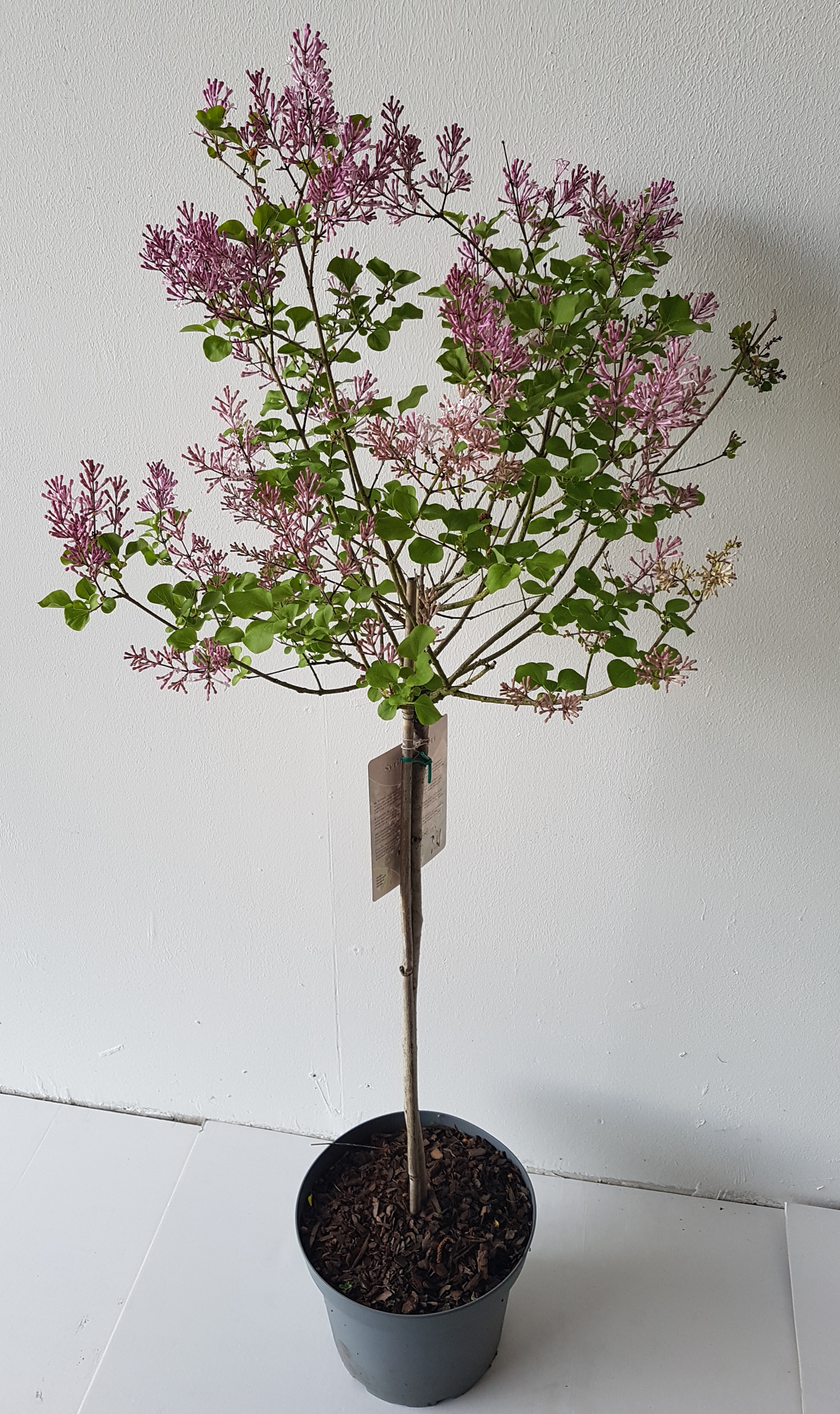 Syringa-Palibin-Stamm