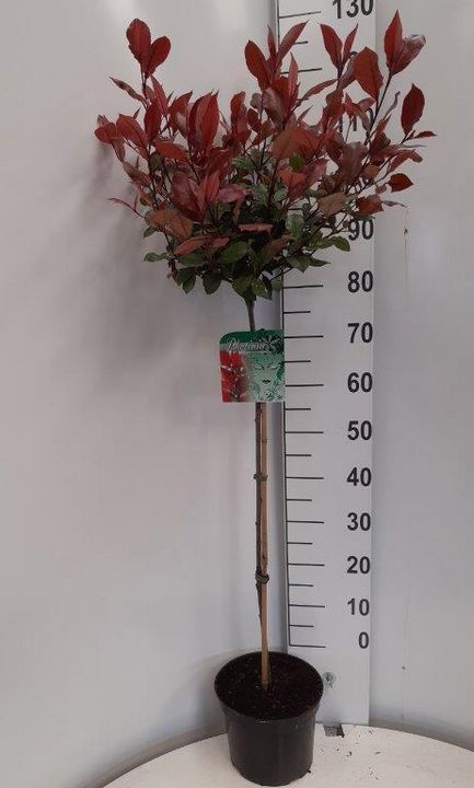 Photinia-Little-Red-Robin-Stamm-130-cmXeK80xNB2ElGs Glanzmispel-Stamm (Höhe: 120-130 cm), Photinia fraseri 'Little Red Robin'