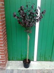 tempprunuscer-nigra Blutpflaume auf Stamm (Höhe: 180-190 cm), Prunus cerasifera Nigra, essbare Früchte