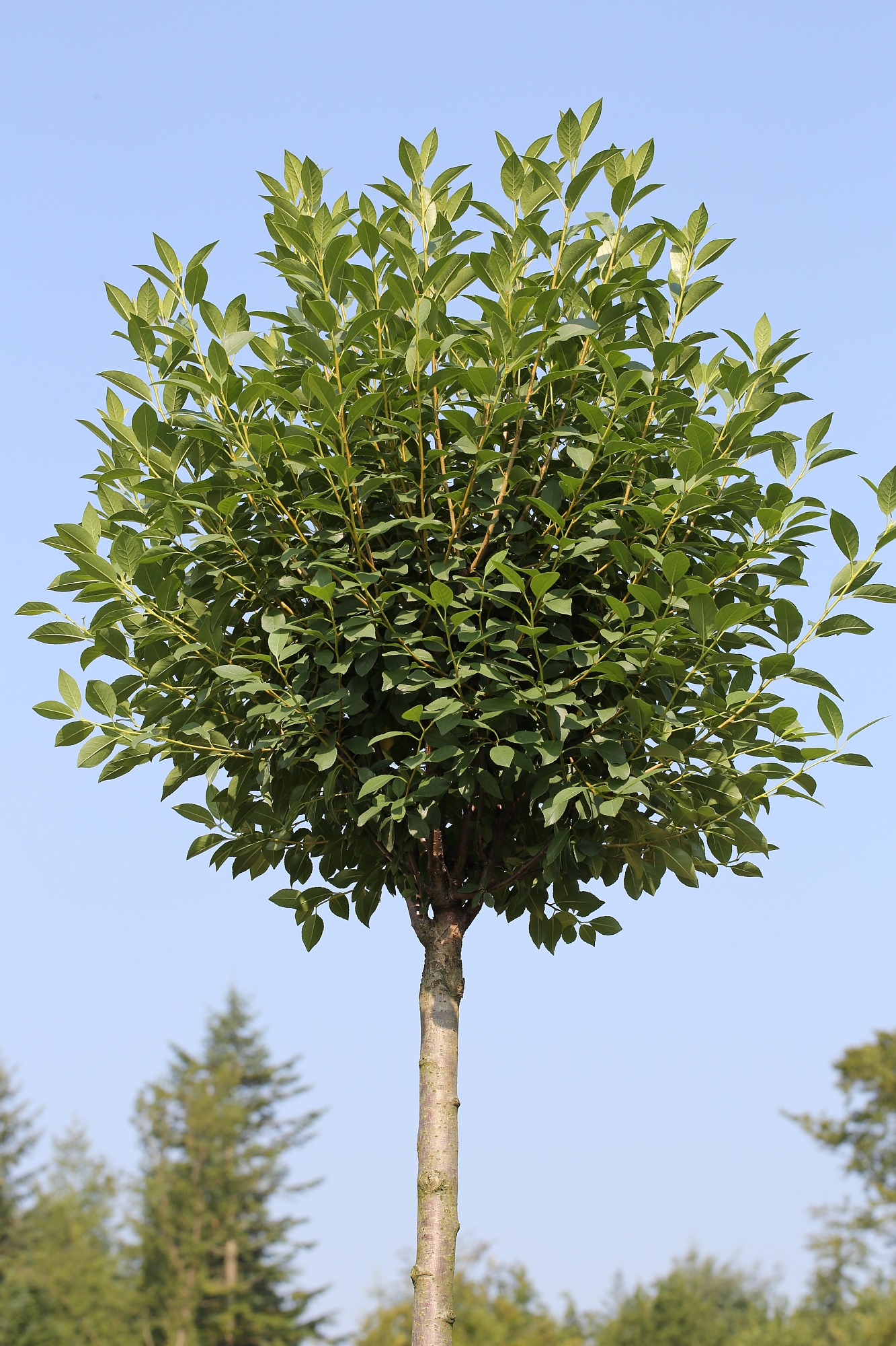 Prunus-fruticosa-Globosa-Stamm-1S1B9178 Kugelkirsche-Stämmchen (Höhe: 180-190 cm),  Prunus fruticosa Globosa