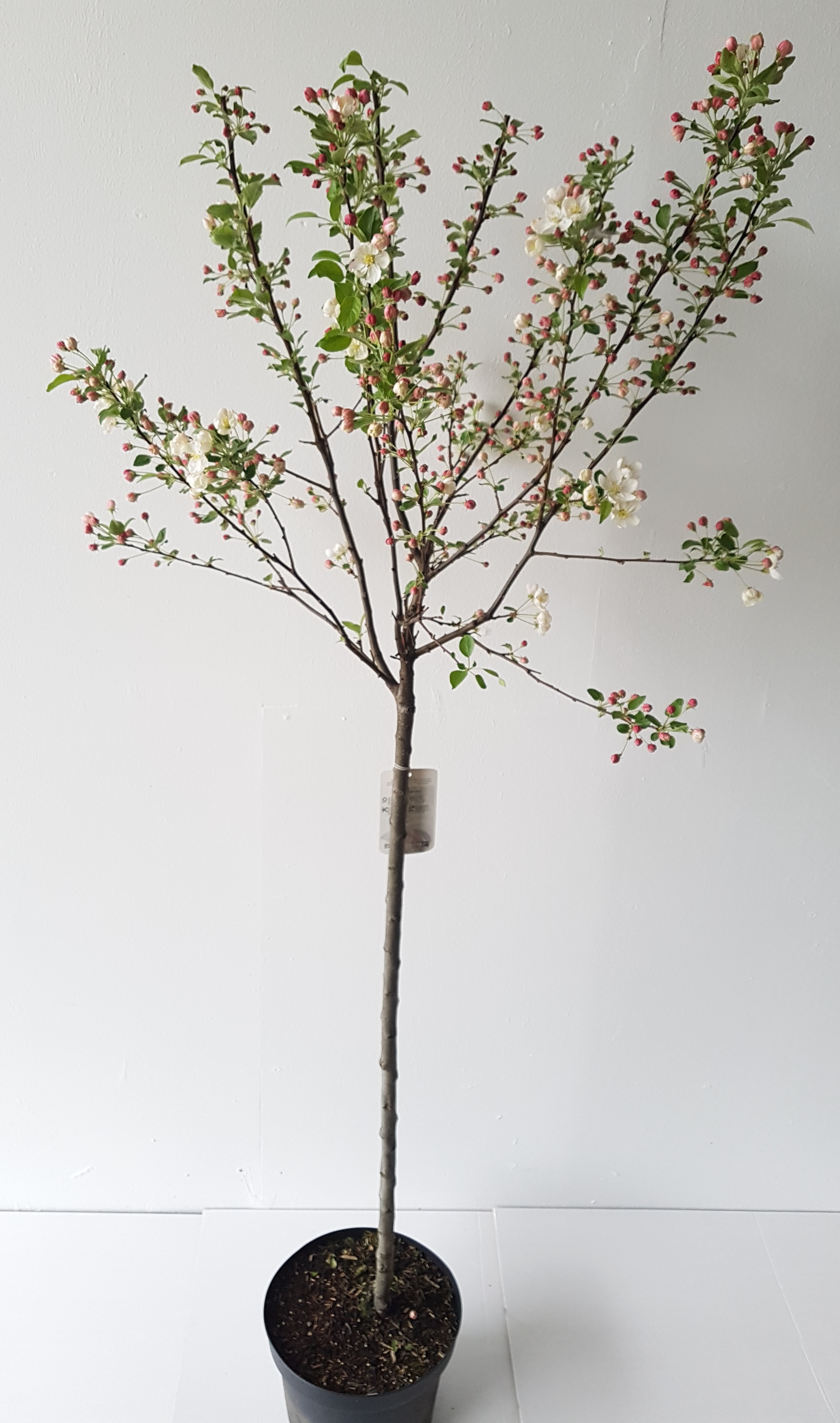 Malus-Evereste