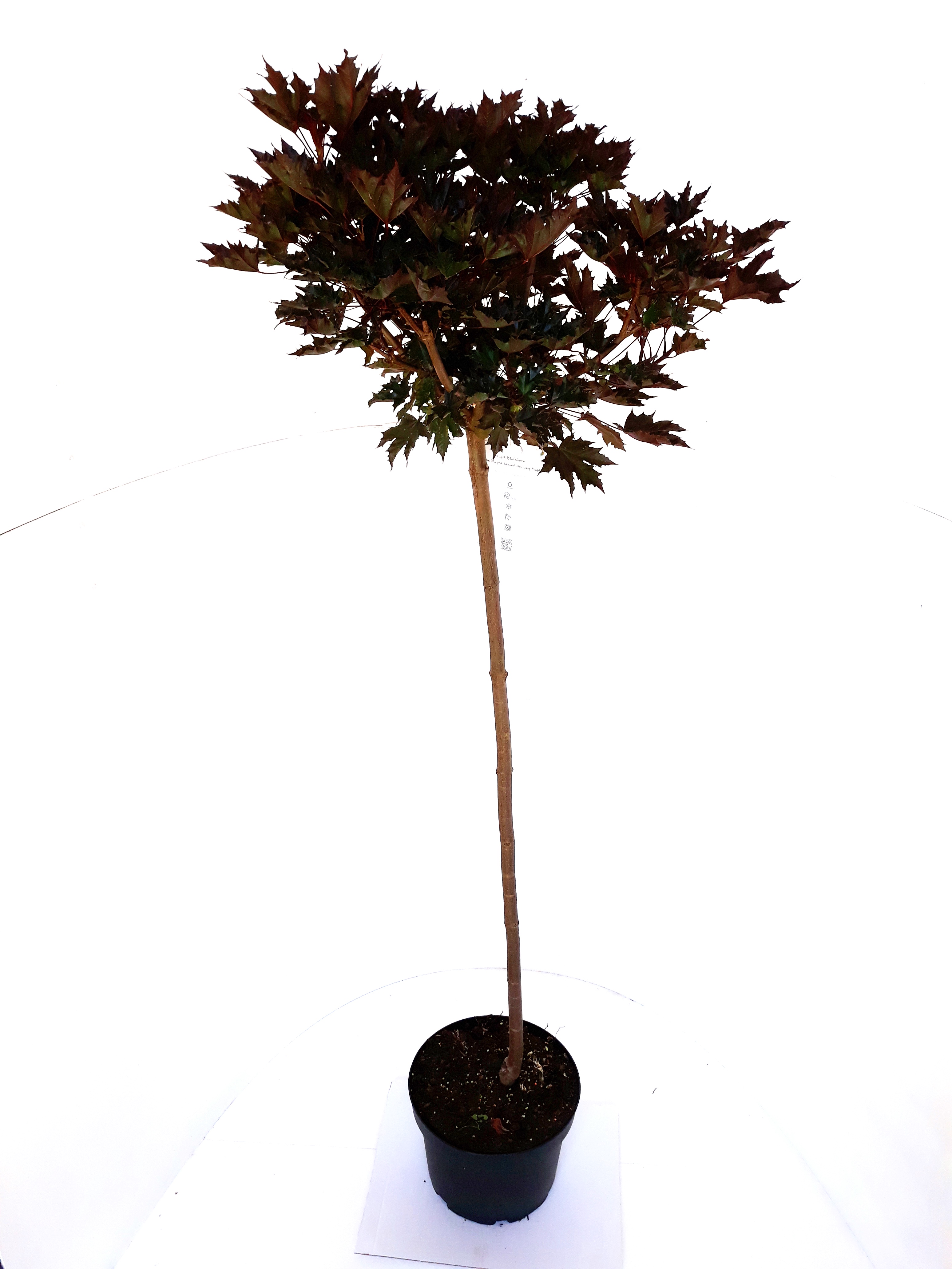 Acer-Crimson-160-170GVsLJlRNZy6Mi