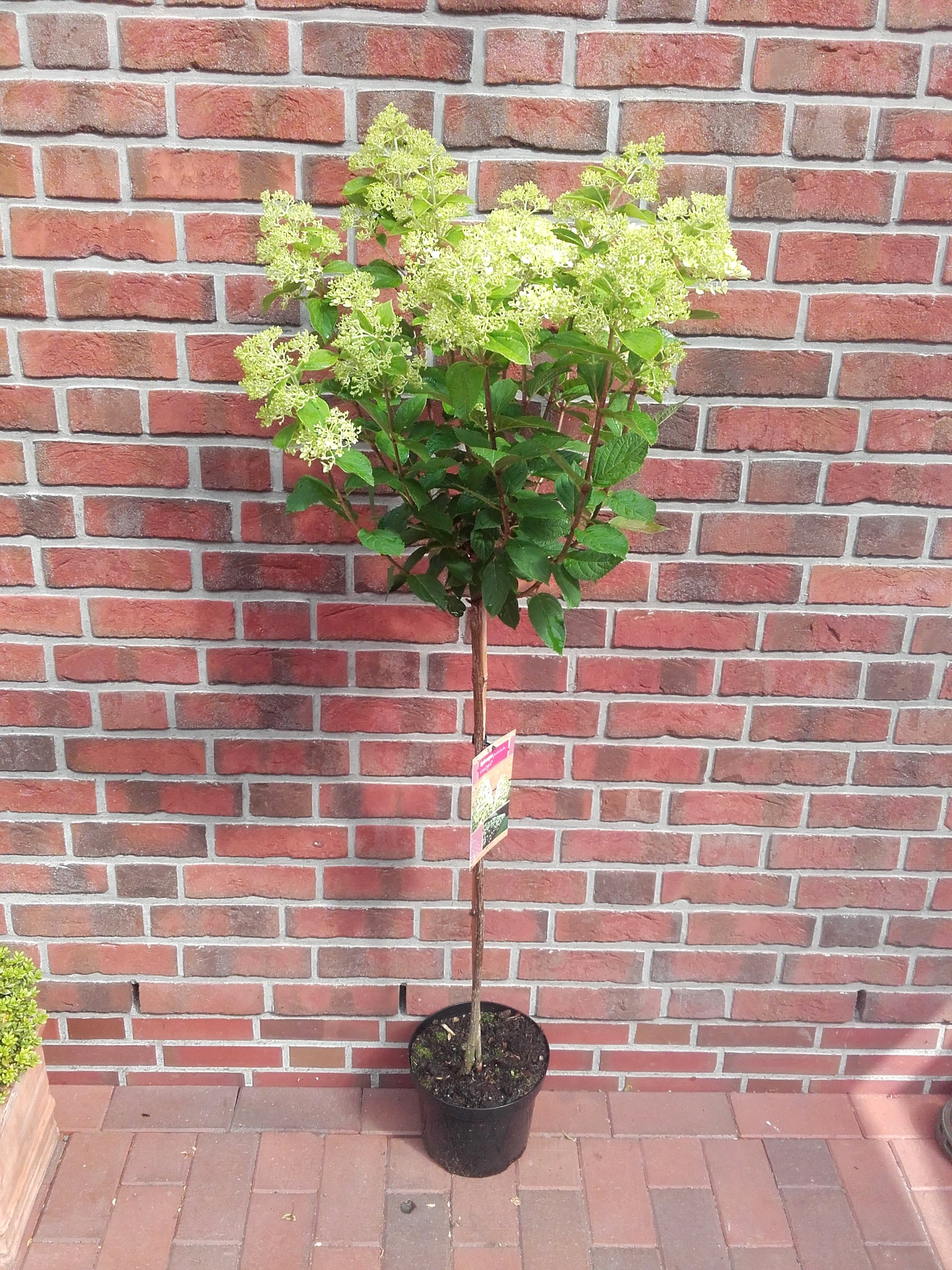 Hydrangea-limelight-Stamm-150-160 Rispenhortensie Limelight auf Stamm (Höhe: 130-140 cm) - Hydrangea paniculata Limelight