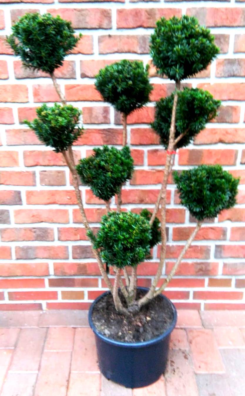 Taxus-media-Hillii-Bonsai2 Gartenbonsai, Bonsai, Taxus media 'Hillii', Formpflanze (Höhe: 110-120 cm)