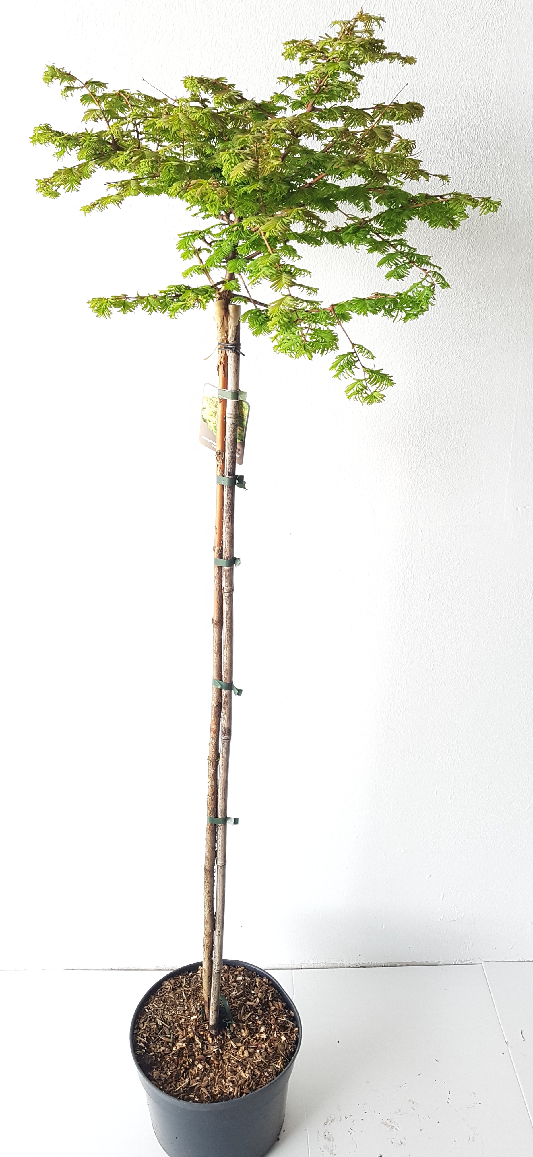 Metasequoia-Matthaie