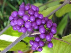 tempcallicarpabod-profusion Liebesperlenstrauch (Höhe: 140-150 cm / Sth. 80 cm) - Callicarpa bod. 'Profusion' auf Stamm