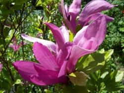 tempmagnoliasusanjuweltop Magnolia lilliflora Susan (Höhe: 120-130 cm), rote Tulpen-Magnolie