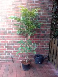 tempjuglansregia170-180cm