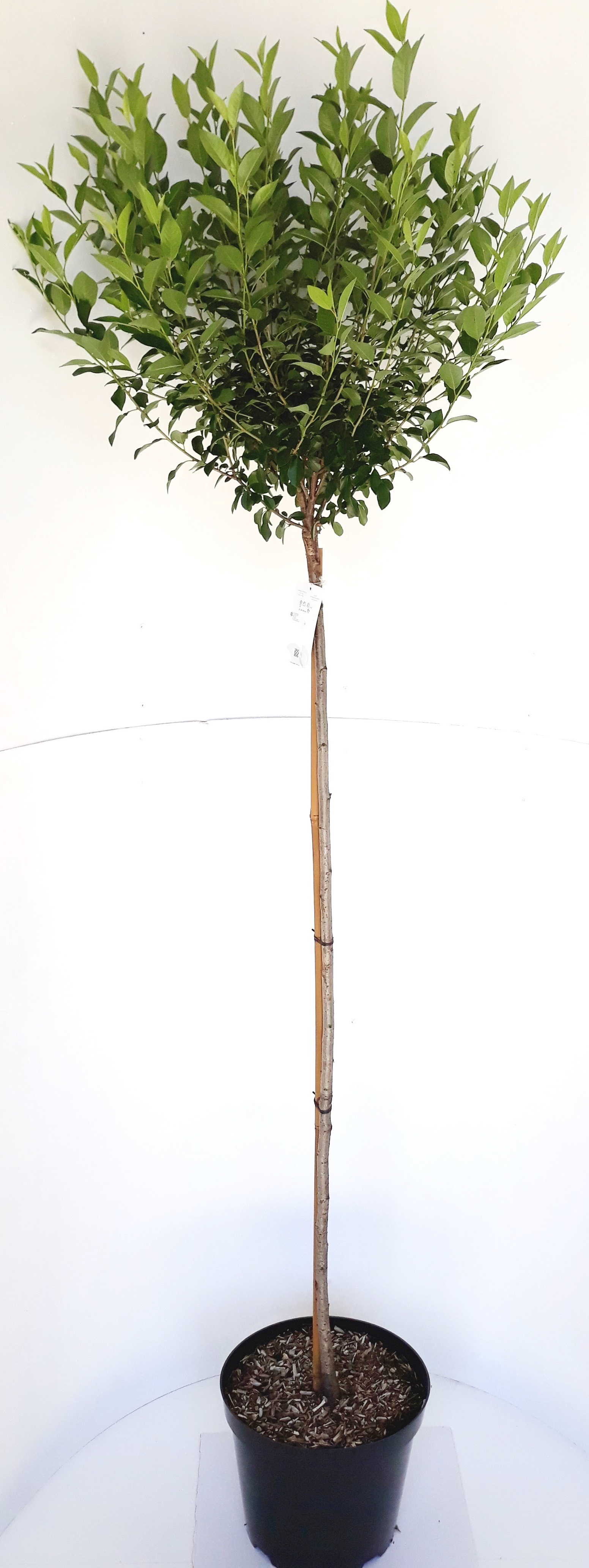 Prunus-fr-Globosa