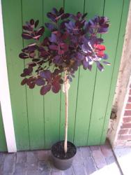 temp10017 Perückenstrauch-Stämmchen (Höhe: 120-130 cm), Cotinus coggygria Roxal Purple