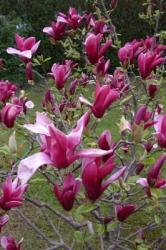 tempmagnoliasusann-schmitz