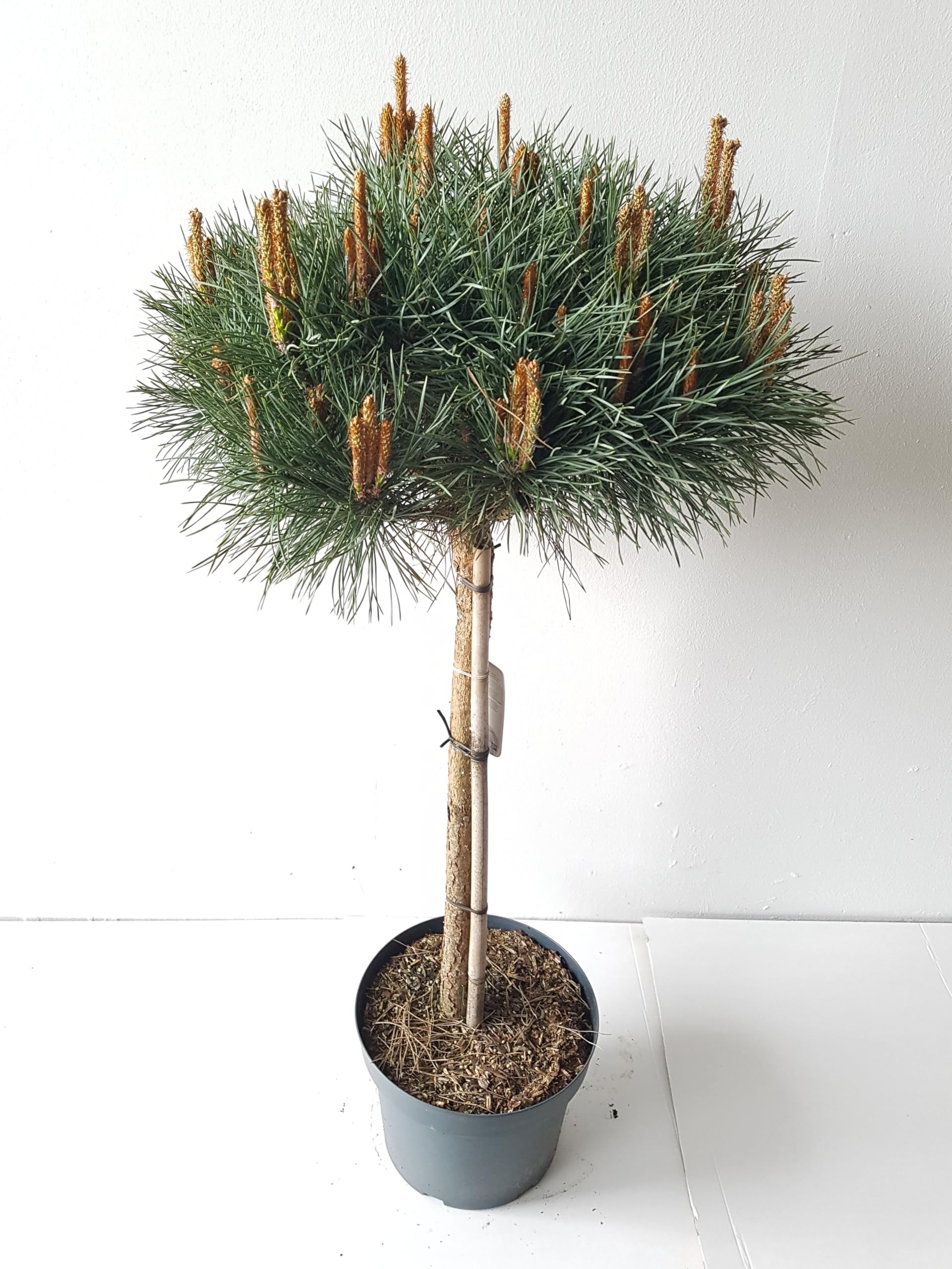 81rJ9wry4lL Pinus sylvestris Watereri - Stämmchen, (Höhe: 100-110 cm), Kiefer, Silberkiefer