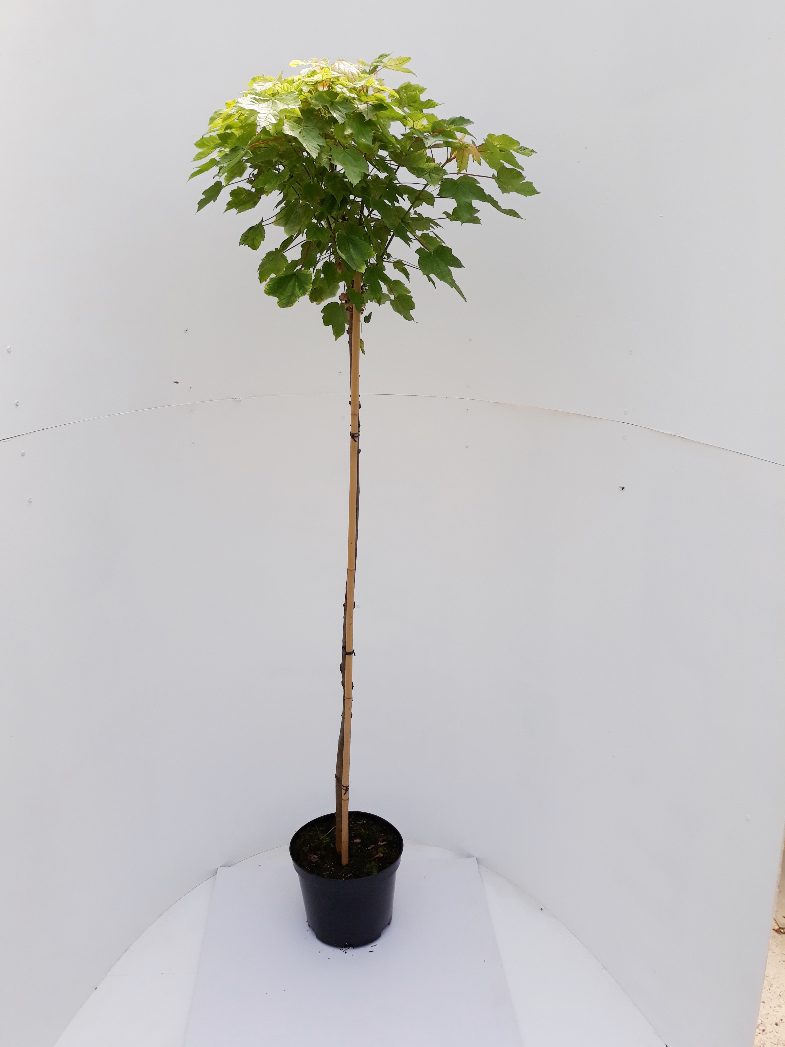 Acer-Globosum-Sth-125-C15
