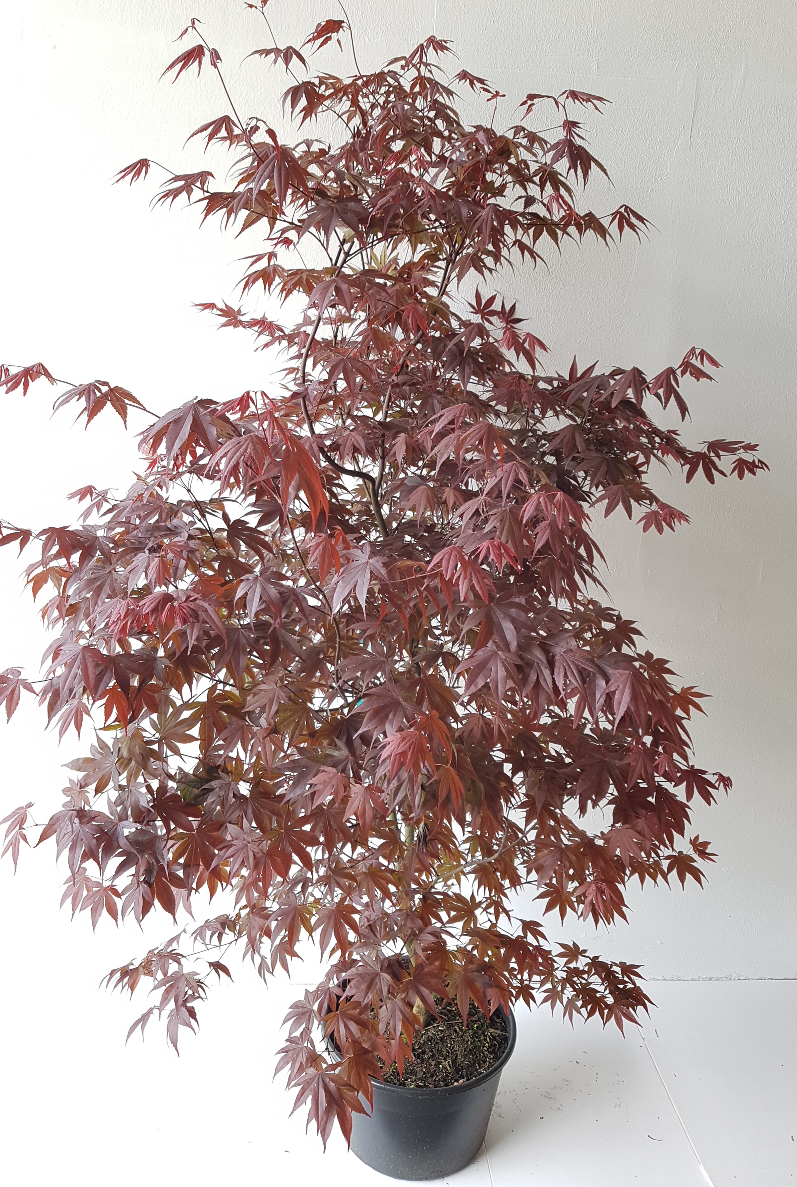 Acer-Atro-180-200