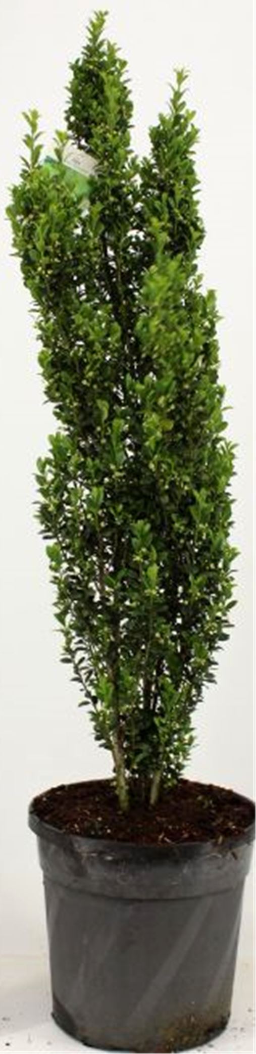 Ilex-Fastigiata-110-120