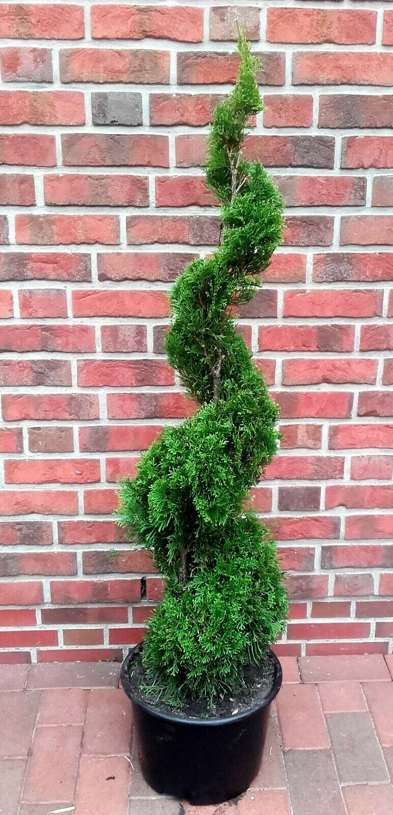 thuja Edelthuja Spirale (Höhe: 120-130 cm, Thuja occidentalis Smaragd