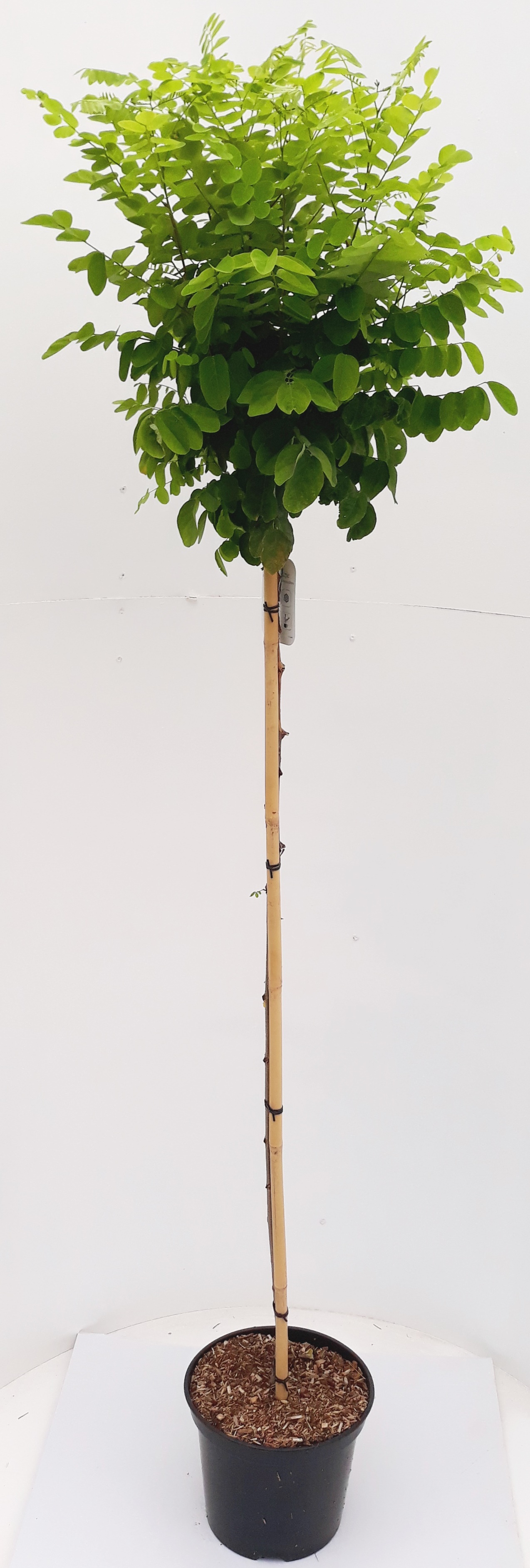Robinia-Umbraculifer-Sth-125-170-180-C15