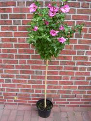 temphibiscusstammpink-1 Hibiscus syriacus Hamabo-Stamm, Garteneibisch, Höhe: 120-130 cm + Dünger
