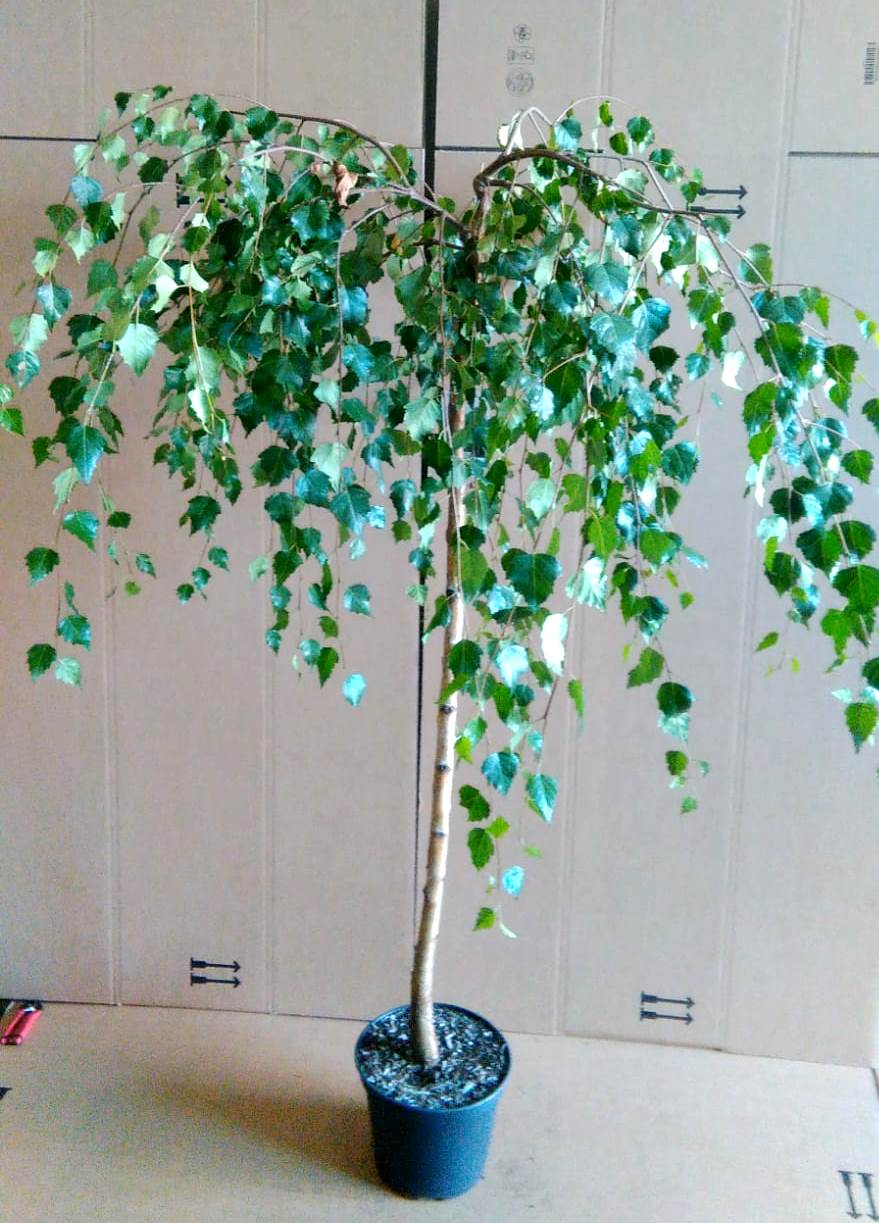 Betula-pendula-Youngii Trauer-Birke, Hänge-Birke, Betula Youngii, Höhe: 230 cm