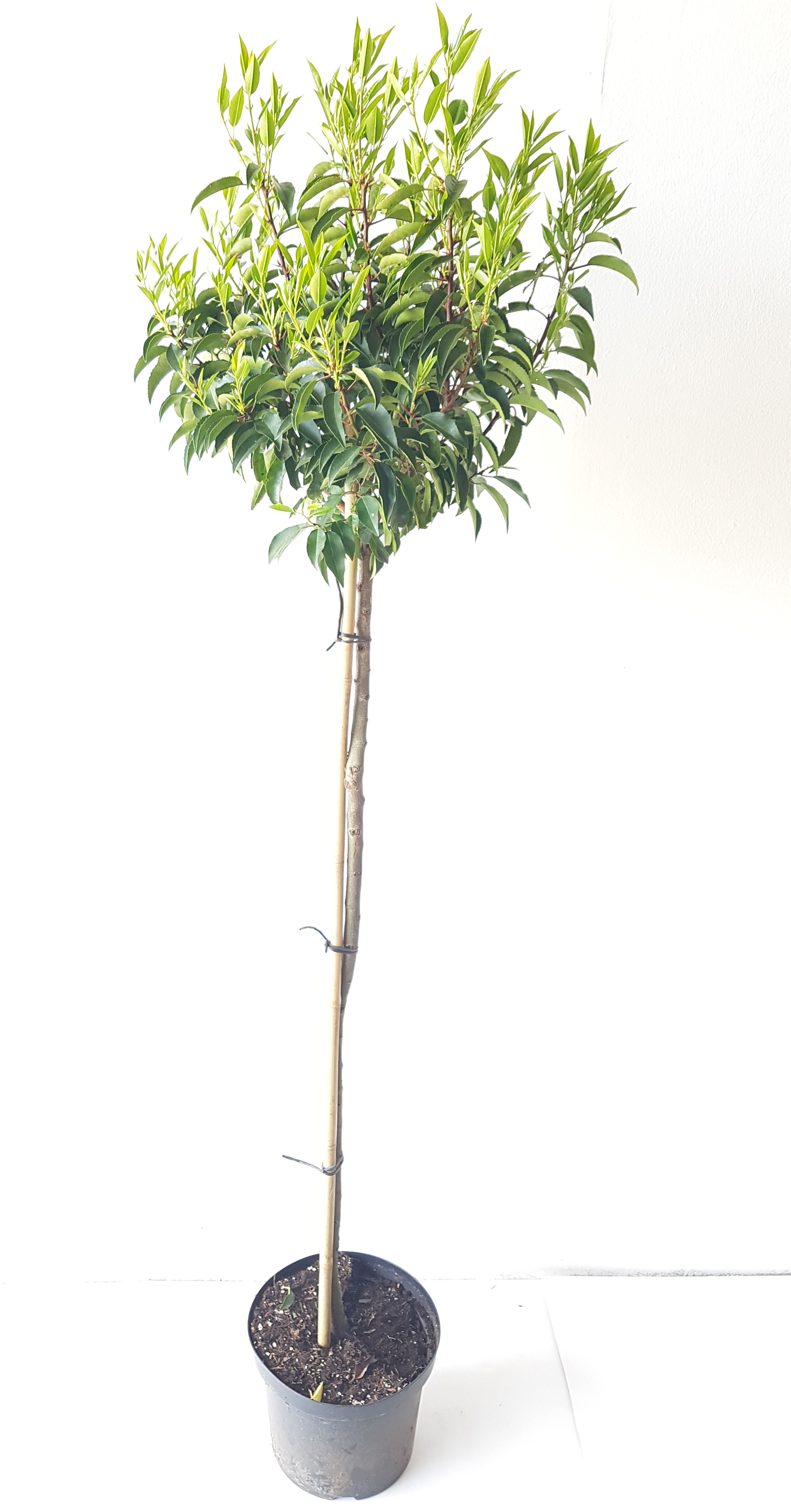 Prunus-lusitanica-stamm