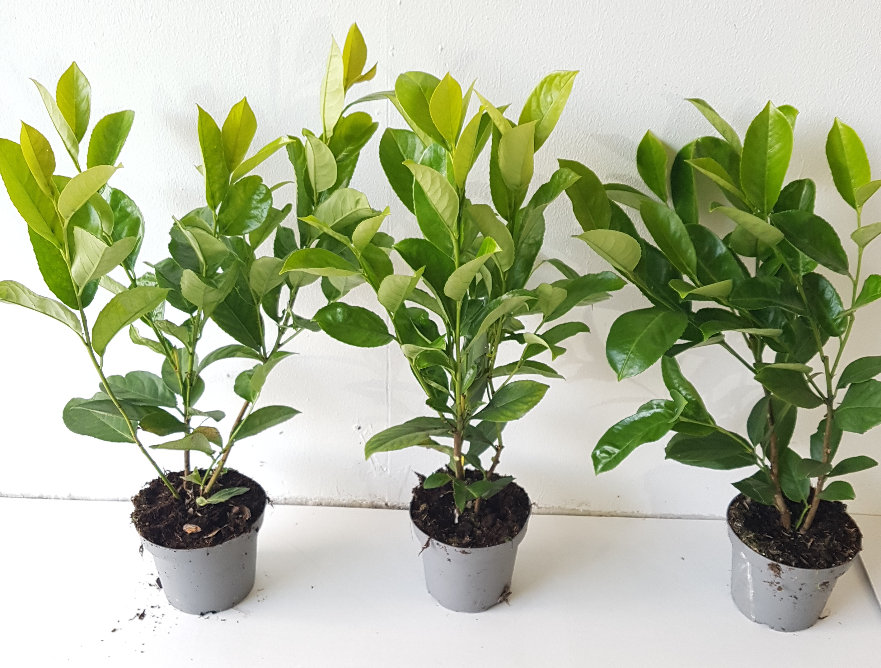 Prunus-Rotundifolia-40-50T5RP2s5z8KcBA Kirschlorbeer Novita (Höhe: 40-50 cm - Topfvolumen: 1,3 Liter), Prunus laurocerasus Novita
