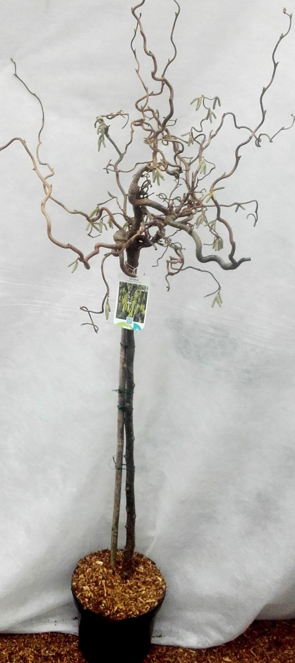 Corylus-Contorta-Stamm-Schr-der Korkenzieher-Haselnuss - Stämmchen (Höhe: 120-130 cm), Corylus avellana Contorta