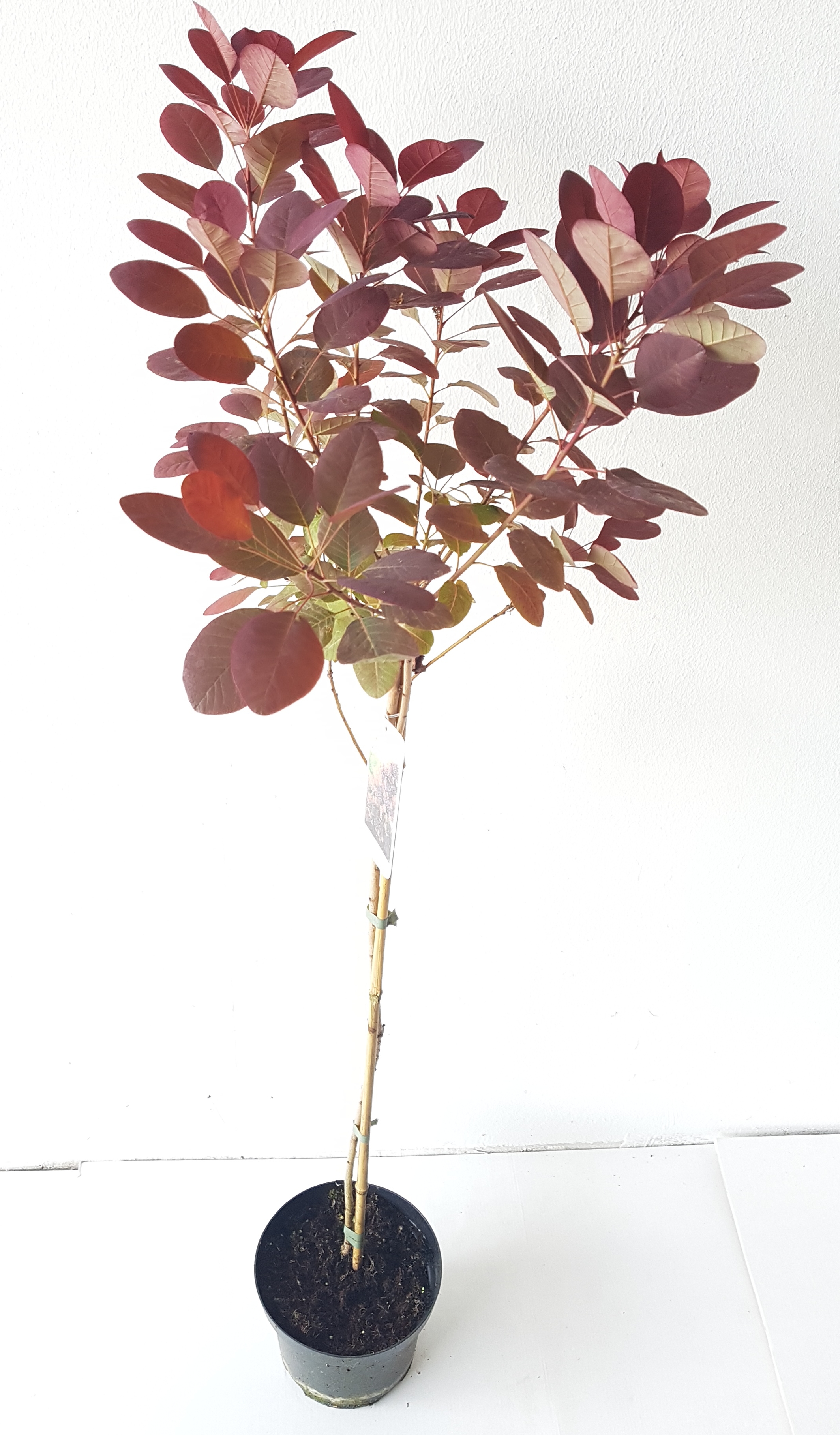 Cotinus-Stamm