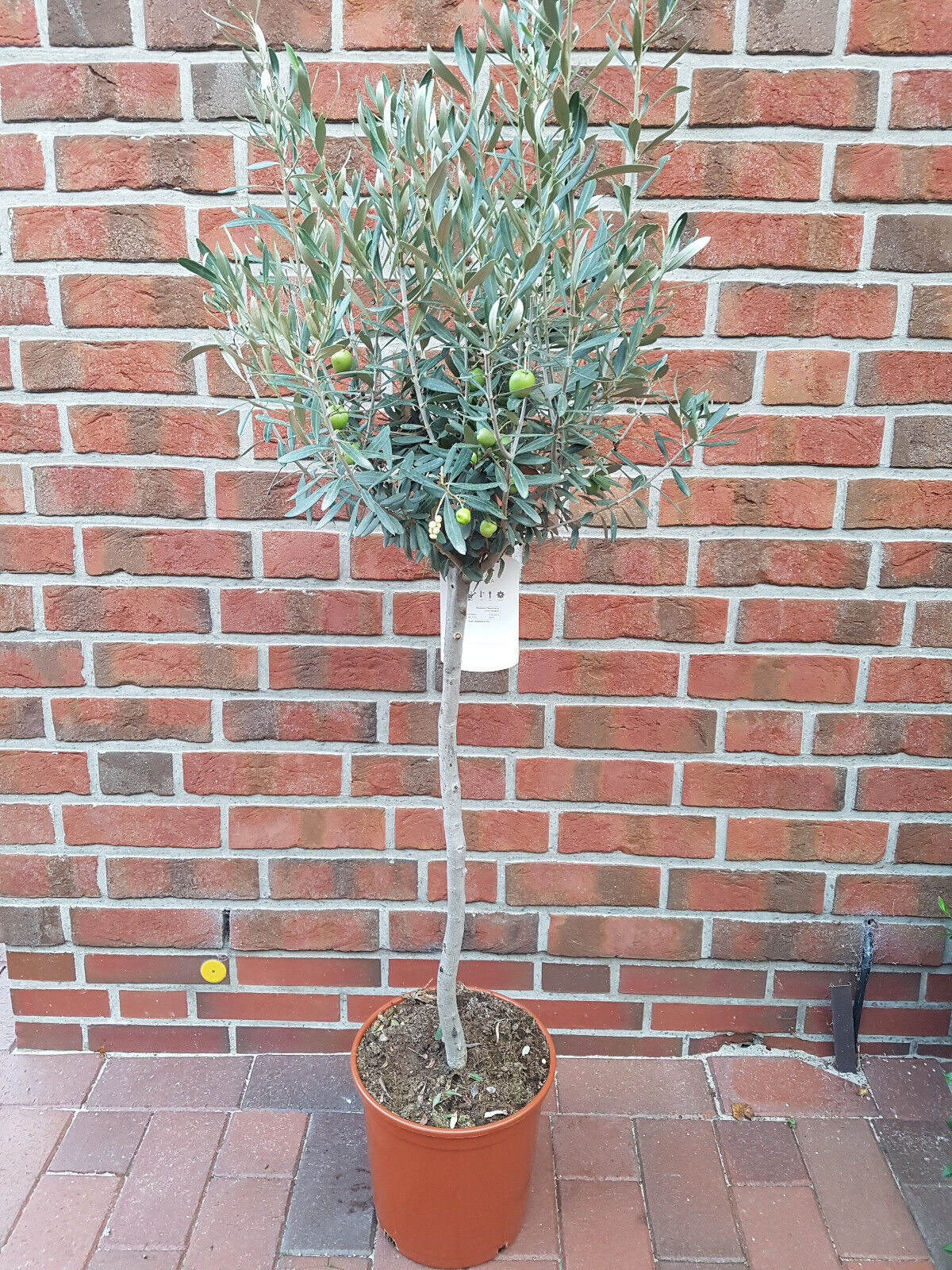 Olea1 Olivenbaum - Olea europeae auf Stamm (Höhe: 140-150 cm)