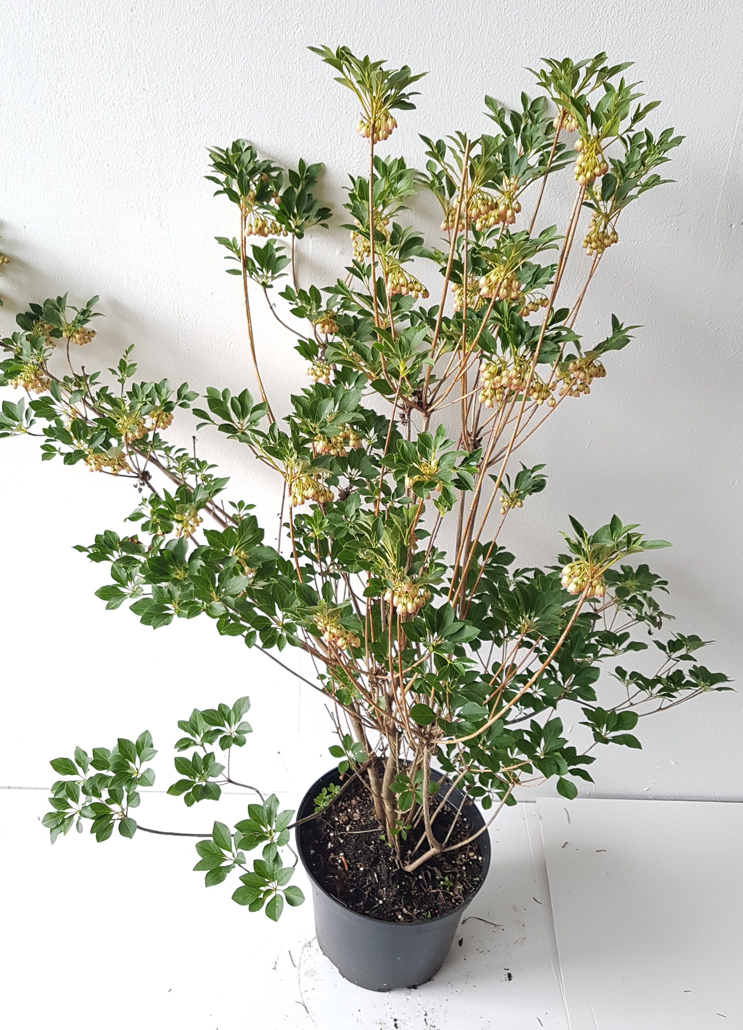 Enkianthus
