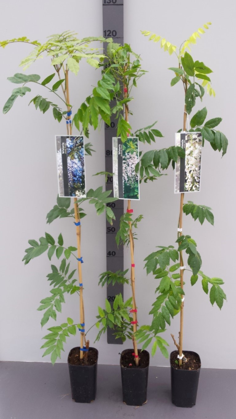 Wisteria-in-3-sorten 1 Stück Blauregen in blau - Wisteria sinensis (Höhe: 170-180 cm - gestäbt)