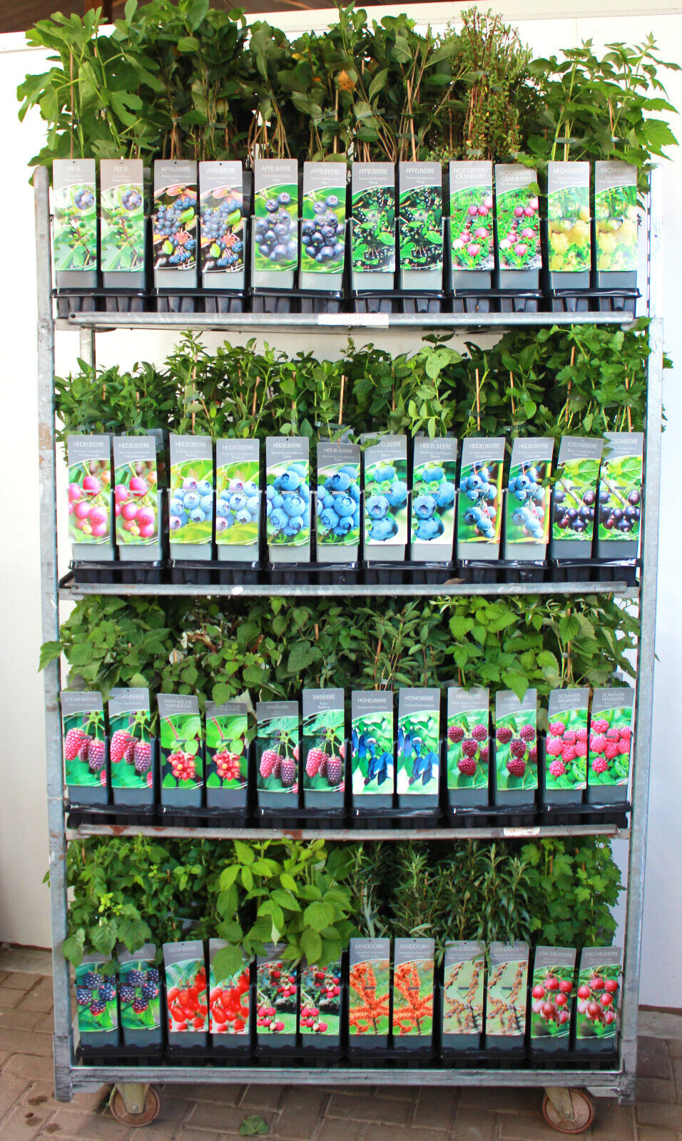 Beerenobst 5 Stück Beerenobst, Fruchtmix, Beerensträucher, Vitaminbombe (Höhe: 40-60 cm)