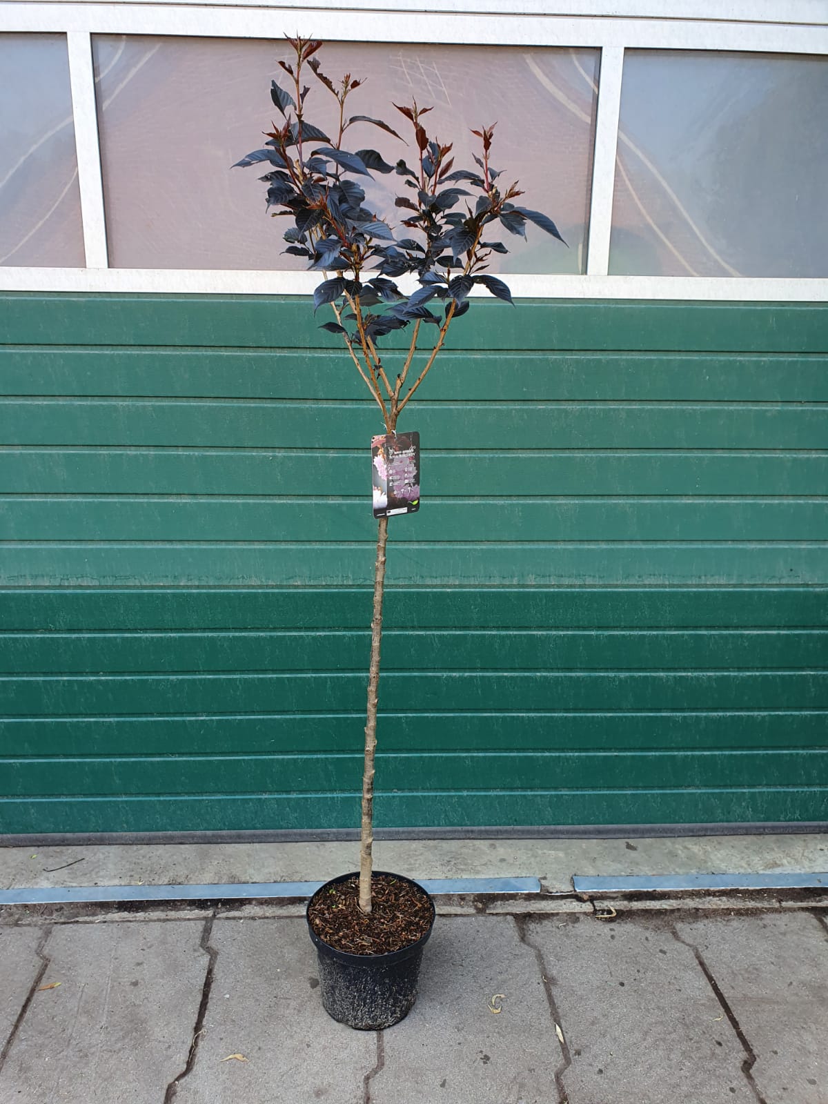 Prunus-Royal-Burgundi Japanische Nelkenkirsche (Höhe: 180-190 cm) - Prunus serrulata Royal Burgundy auf Stamm