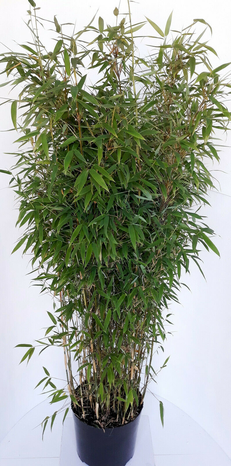 140-150 Fargesia murielae 'Jumbo' (Höhe: 140-150 cm), Gartenbambus, Schirmbambus