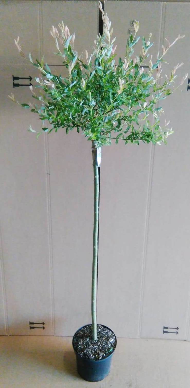 Salix-Hakuro-Nishiki-170-180
