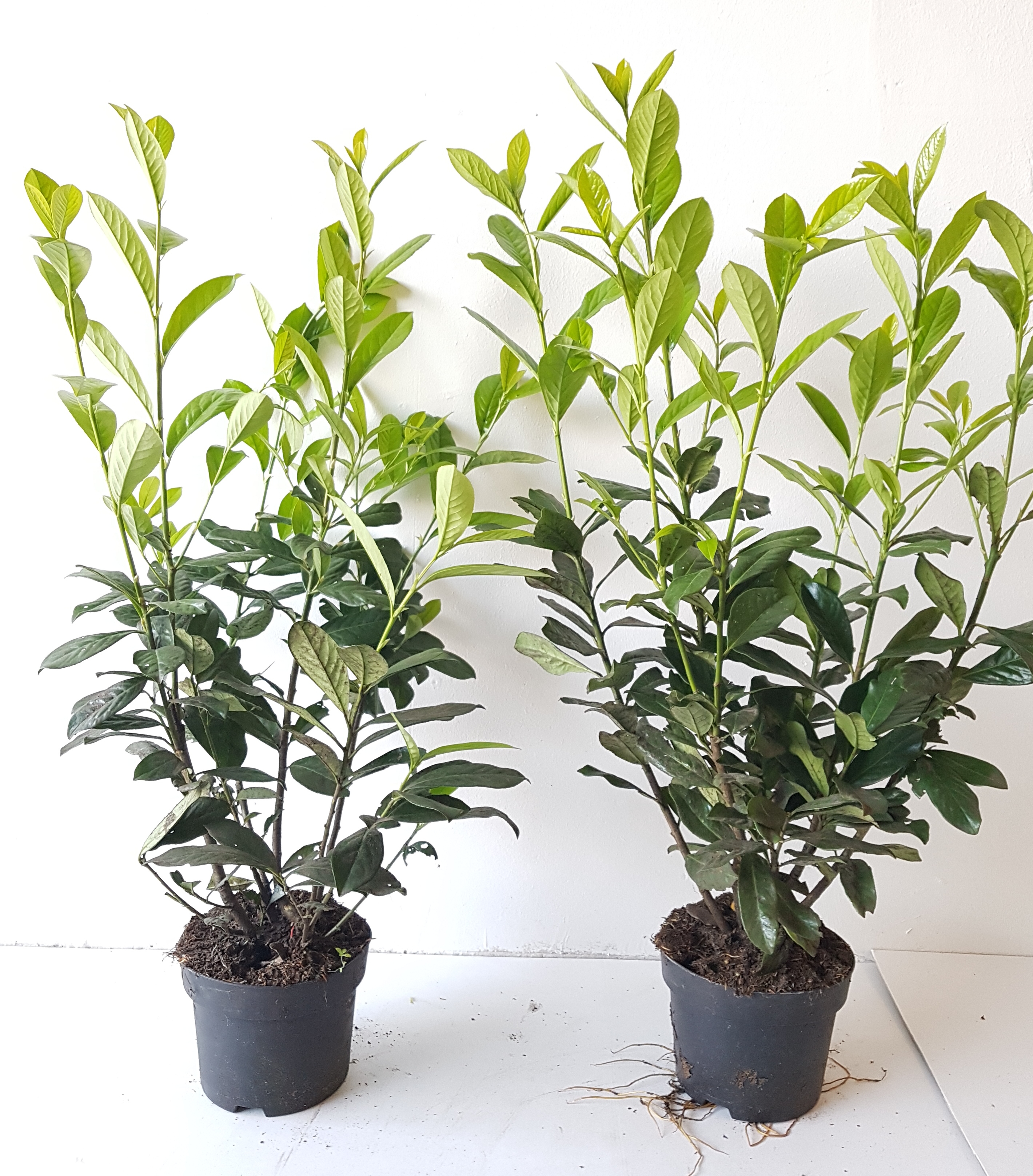 Prunus-Novita-60-80-100 Kirschlorbeer (Höhe: 80-100 cm - Topfvolumen: 3 Liter) - Prunus laurocerasus Novita