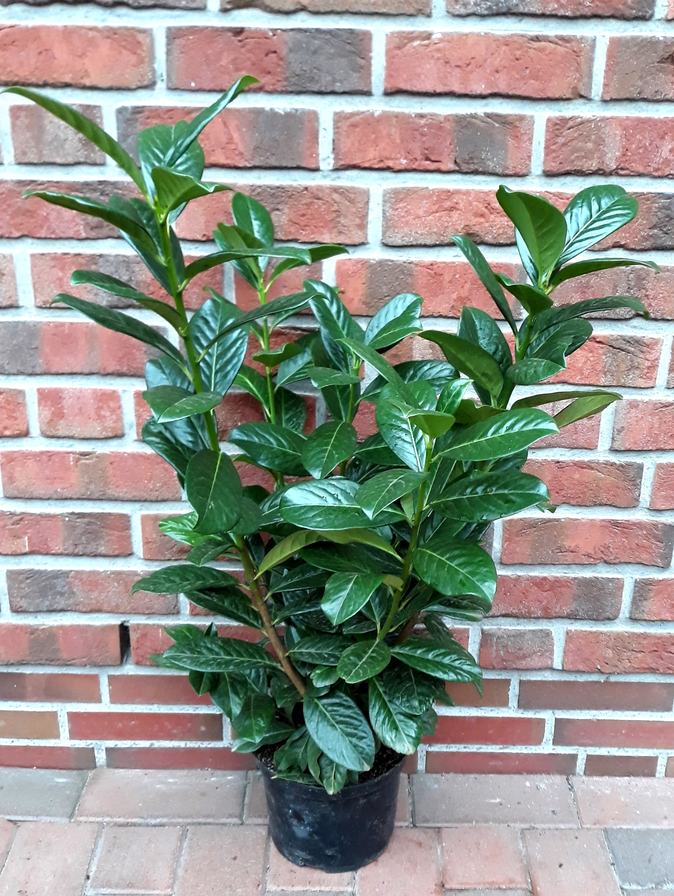 Prunus-Novita-60-80 Kirschlorbeer (Höhe: 60-70 cm - Topfvolumen: 3 Liter) - Prunus laurocerasus Novita