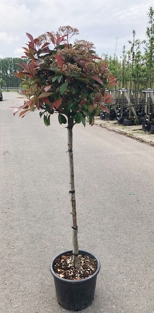 Photinia-fr-Red-Robin-90-en-120-cm-stam-betuwe Glanzmispel-Stamm (Höhe: 240-250 cm / Sth. 180 cm), Photinia fraseri 'Red Robin'