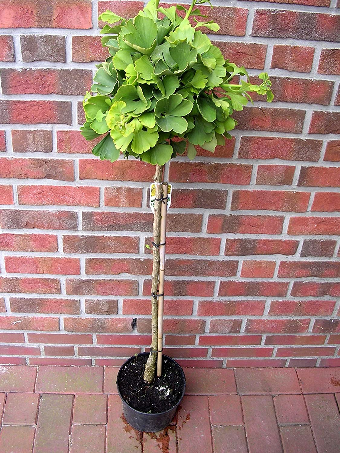 Ginkgo_2022 Ginkgo biloba Mariken, kugeliger Fächerblattbaum (Höhe: 160-170 cm)