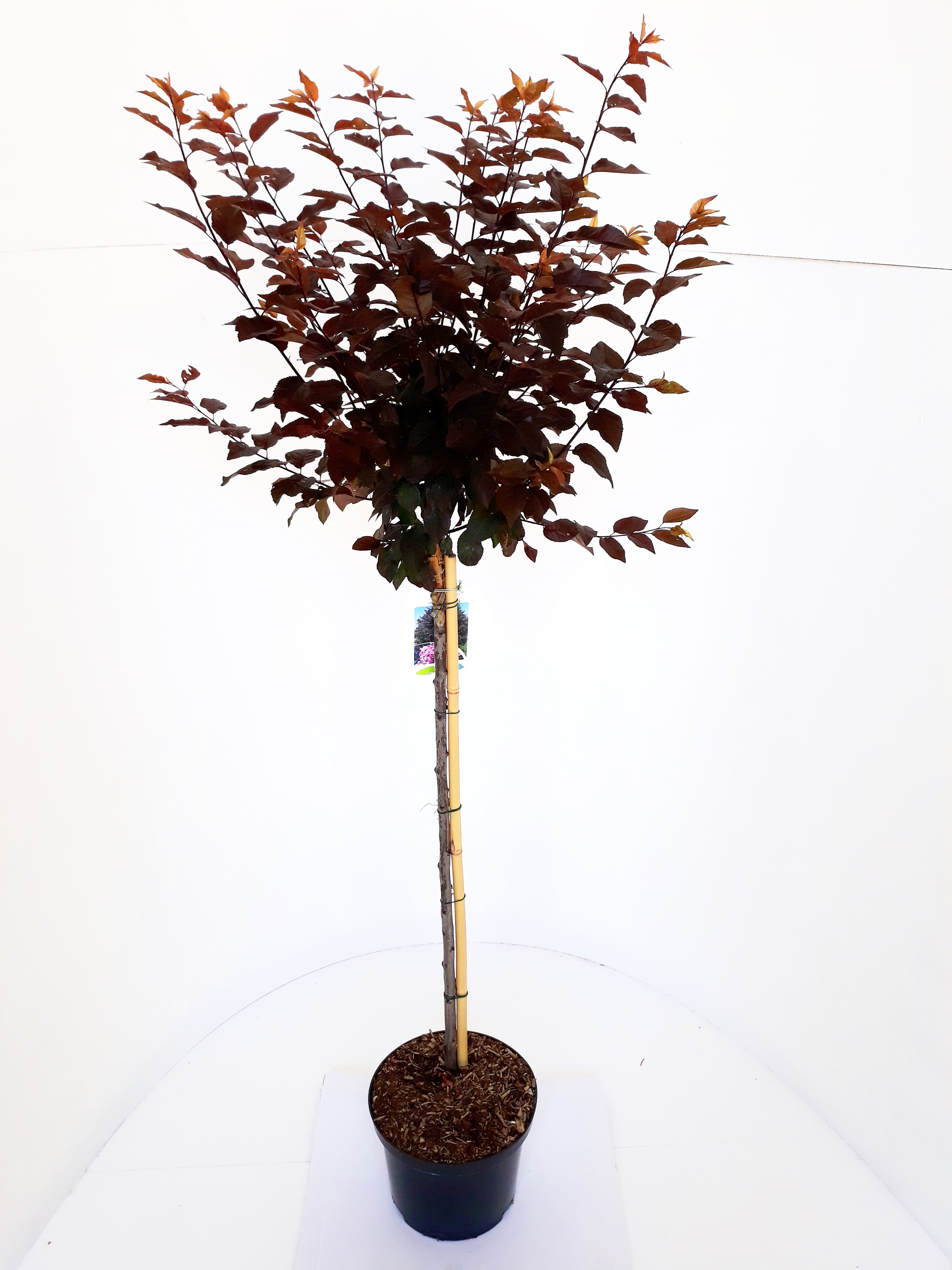 Prunus-cer-Nigra-Sth-80-C5dgBsBN0nFoO5m