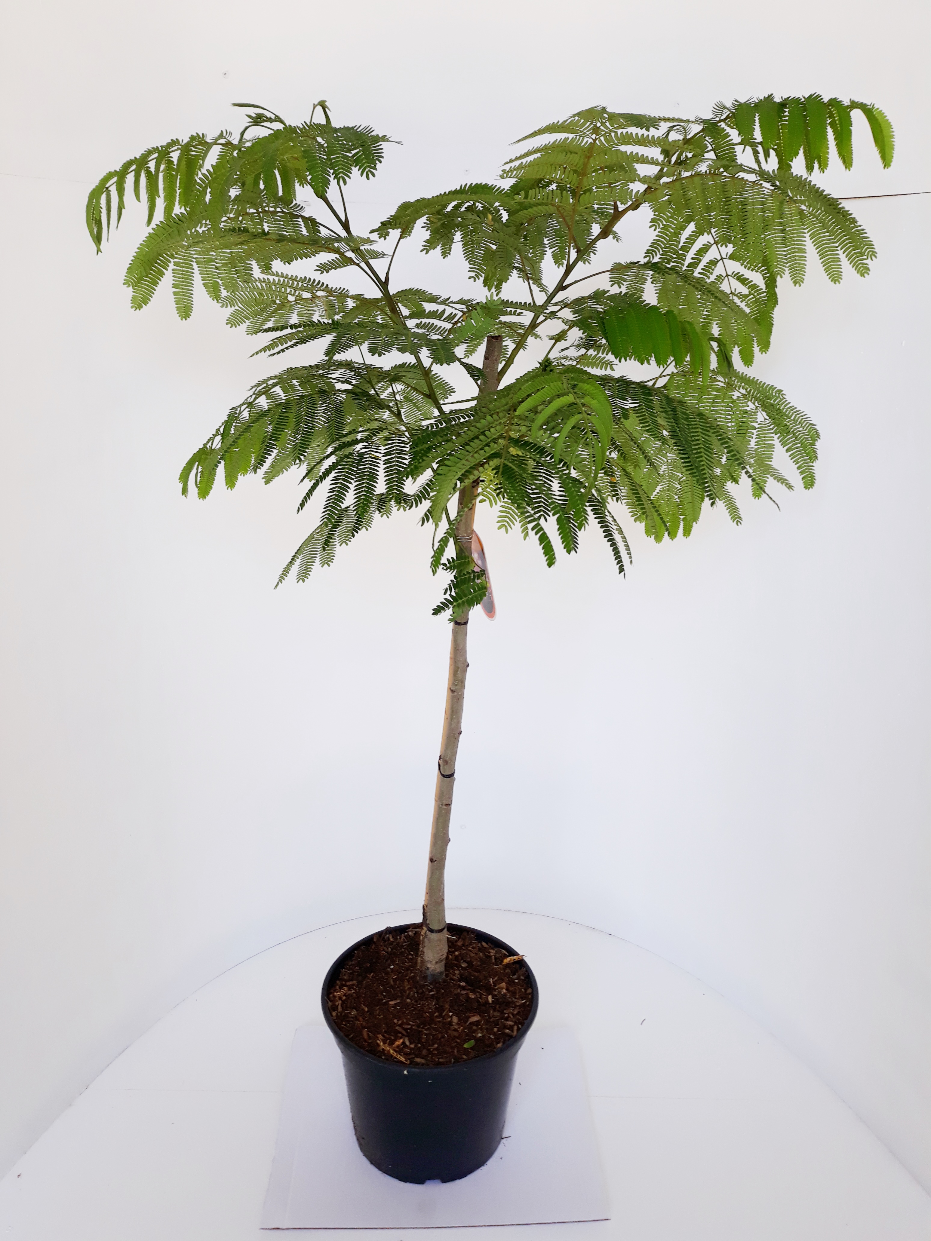 Albizia-Ombrella-Sth-80-C5 Albizia julibrissin Ombrella, Seidenbaum, Schlafbaum, Seidenakazie, Höhe: 110-120 cm