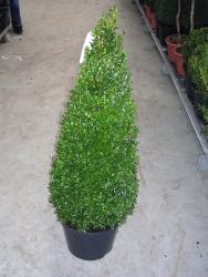 tempbuchskegel90-100NTjdfVmcHvh2z Buchsbaum - Kegel (Höhe: 80-90 cm), Buxus sempervirens
