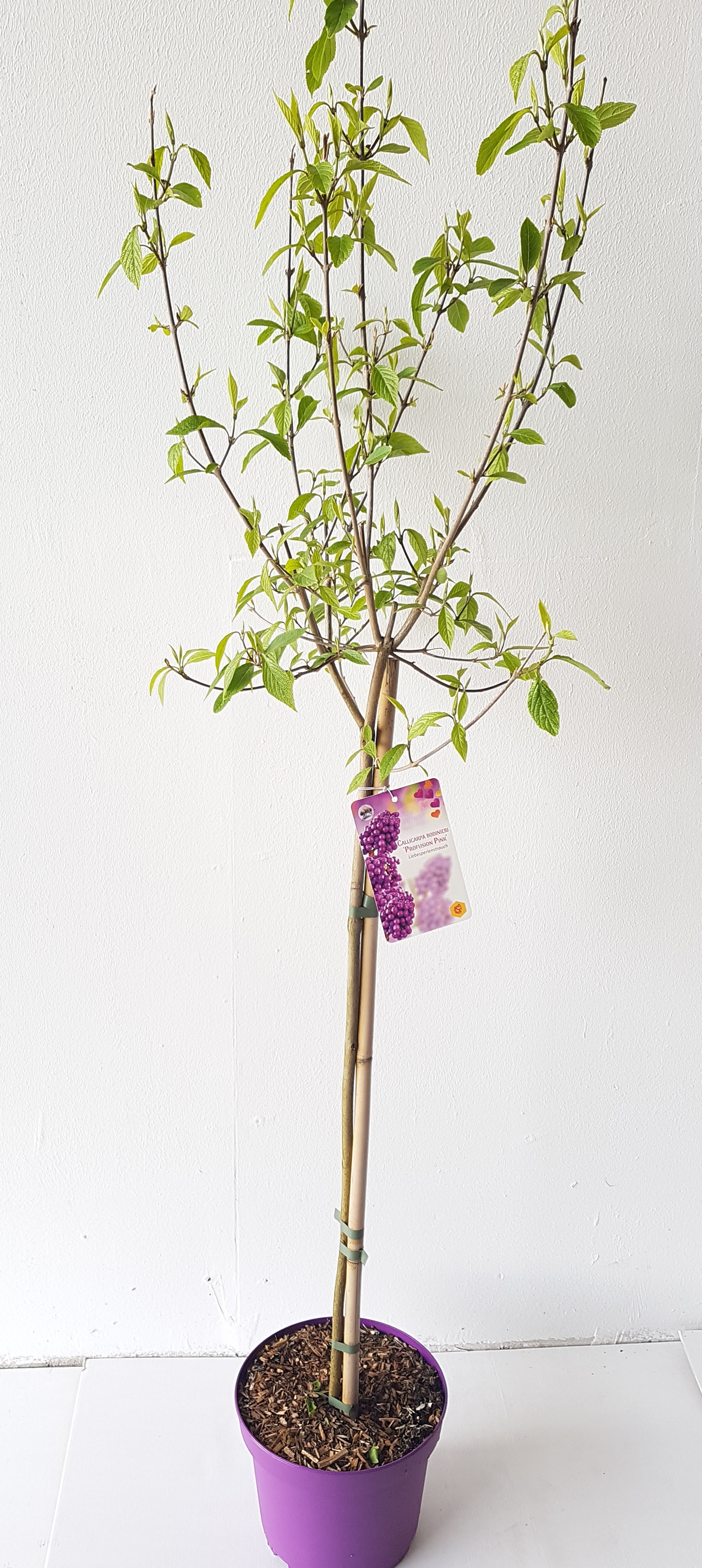 Callicarpa-Stamm
