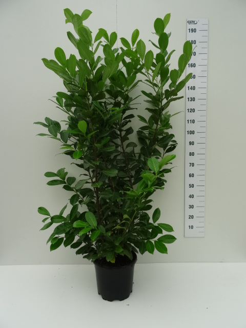 Prunus-laur_-Rotundifolia-150-175-1 Kirschlorbeer (Höhe: 125-150 cm) - Prunus laurocerasus Novita