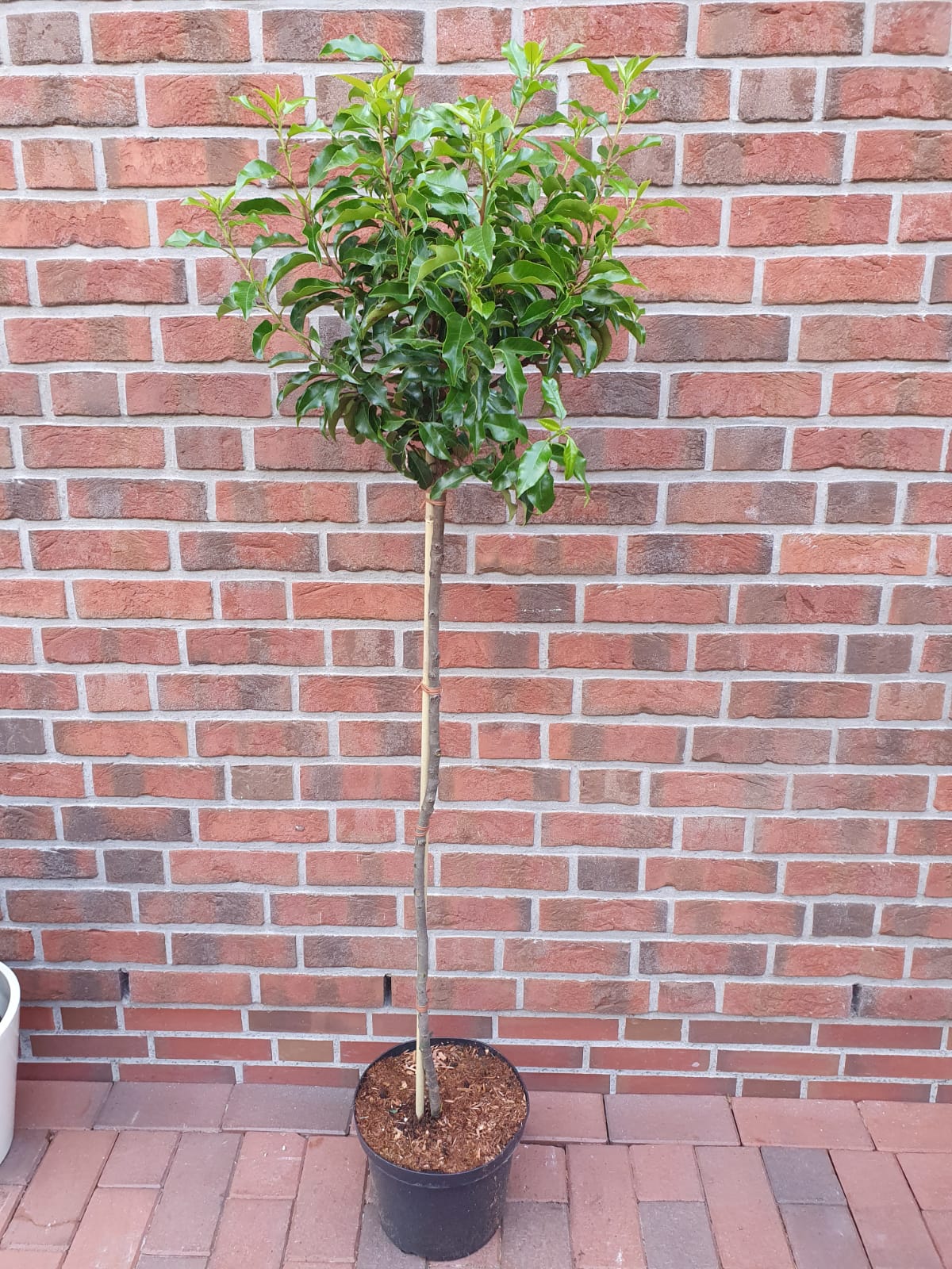 Prunus-lusitanica-2022 Lorbeerkirsche - Stamm (Höhe: 170-180 cm) - Prunus lusitanica Angustifolia